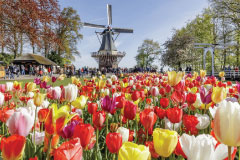 A Journey through the Netherlands, Belgium & France: Canals, Champagne & Culture